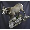 Image 3 : Big Cat Taxidermy Shoulder Mount Sheep Credit