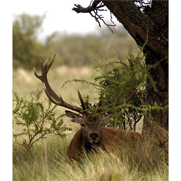 Argentina Red Stag Hunt for 2 Hunters