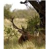 Image 1 : Argentina Red Stag Hunt for 2 Hunters