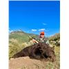 Image 5 : Colorado Wilderness Drop Camp Rifle Bear Hunt for 2 Hunters