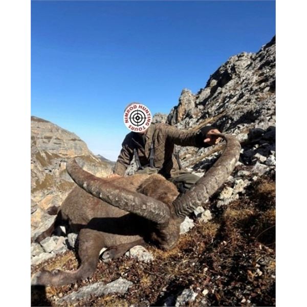 Russia Mid-Caucasian Tur Hunt for 1 Hunter