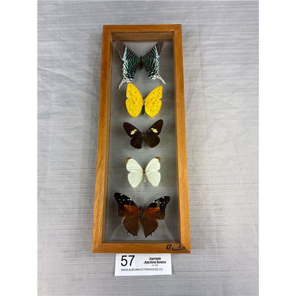 Beautiful Wood Framed Butterfly Collection - 5" x 13"