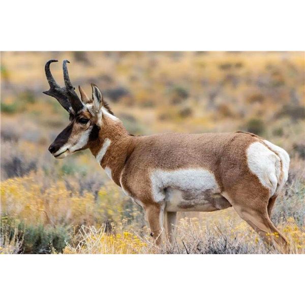 Wyoming Commissioner’s License for Deer, Elk or Pronghorn Antelope.