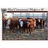 Image 1 : Commercial Heifers consigned by Tom & Terri Jamieson & Family