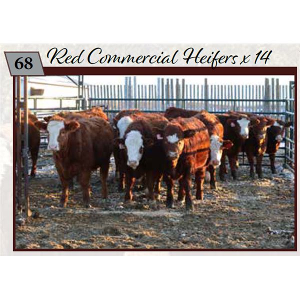 Commercial Heifers consigned by Tom & Terri Jamieson & Family