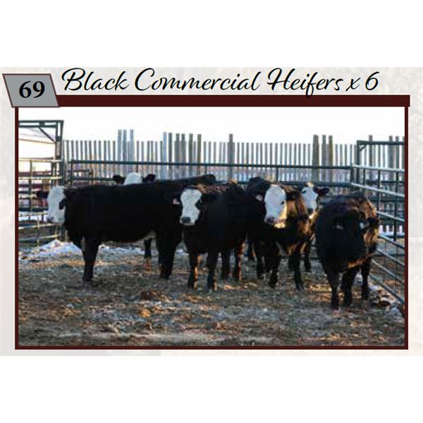 Commercial Heifers consigned by Tom & Terri Jamieson & Family