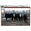 Image 1 : Commercial Heifers consigned by Tom & Terri Jamieson & Family