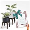 Image 6 : Uppwell 2-Pack Indoor Plant Stands - For Potted Plants Up To 9.5" Tall - New