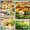 Image 10 : 4PC LED Grow Lights; Full-Spectrum 40W Thin Grow Light Panels for Under Cabinet/Plant Shelves - New
