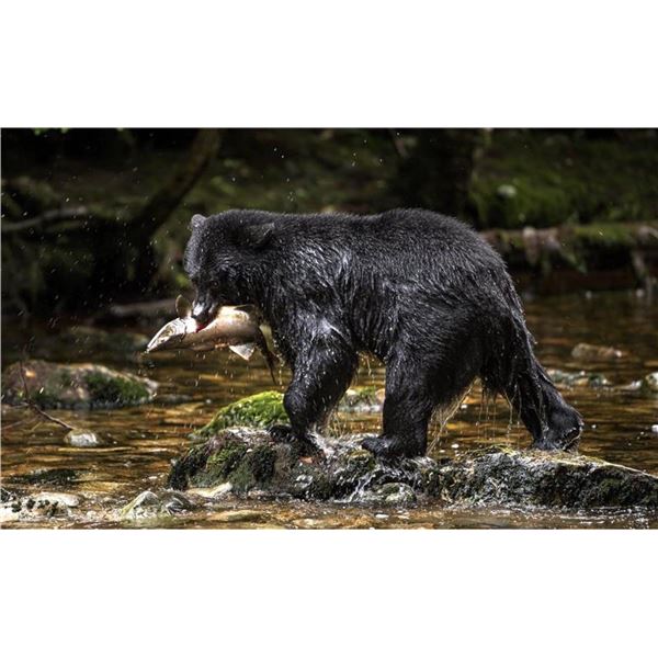 Six Day Black Bear Spring Hunt in Canada For Four