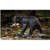 Image 1 : Six Day Black Bear Spring Hunt in Canada For Four