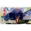 Image 3 : Six Day Black Bear Spring Hunt in Canada For Four