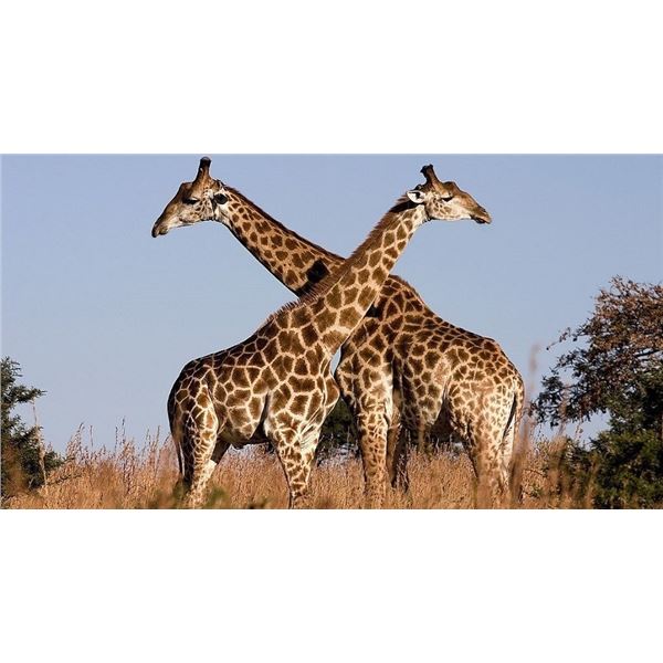 South African Safari for Two for 5 Nights