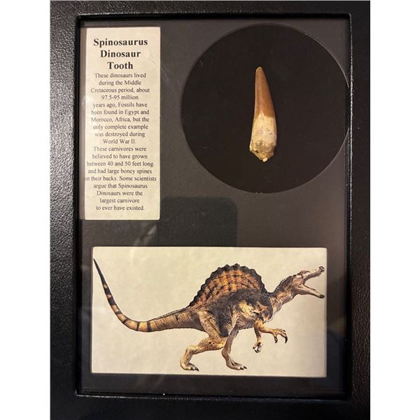 Spinosaurus Dinosaur Tooth