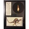 Image 1 : Spinosaurus Dinosaur Tooth
