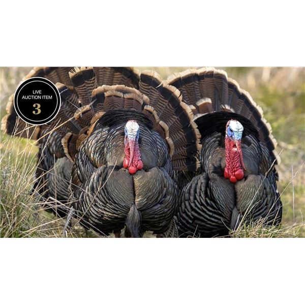 OLD WEST INVITATIONAL TURKEY SHOOT FOR TWO HUNTERS- MERRIAM TURKEY HUNT IN THE BLACK HILLS OF WYOMIN