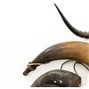 Image 6 : Lot of Nine (9) Misc. Powder Horns