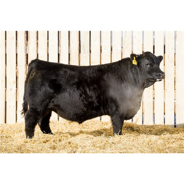 RCR JESSE JAMES 103N