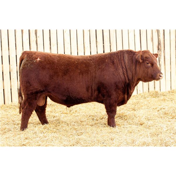 RED RCR CRAFTSMAN 205M