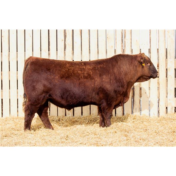 RED RCR SEQUOIA 119M