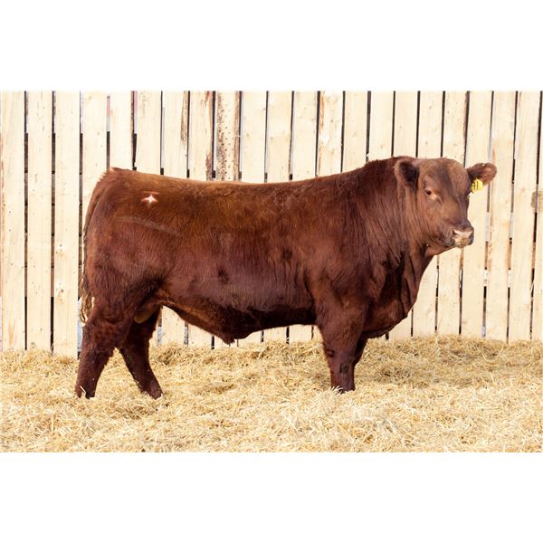 RED RCR SEQUOIA 130M