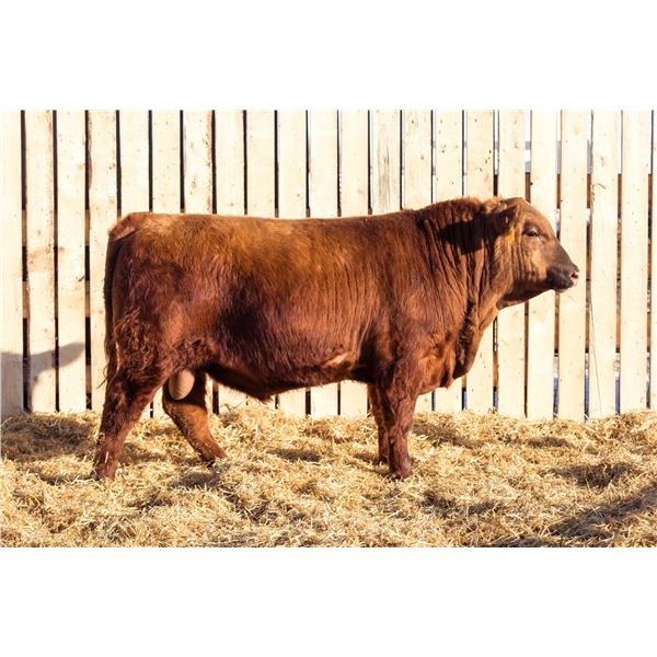 RED RCR SEQUOIA 170M