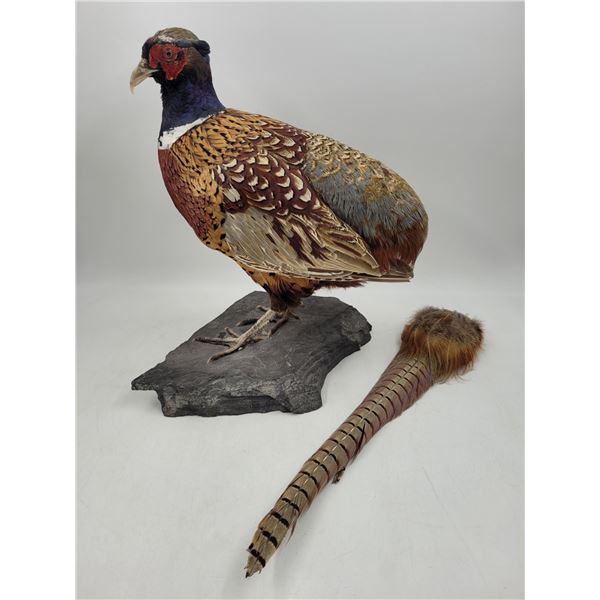 Stuffed Ring-Necked Pheasant Mounted on Slate