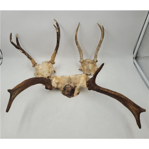 Lot of Animal Antlers