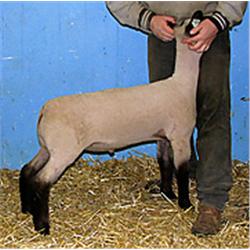  Master Card x 8169 Hardcore