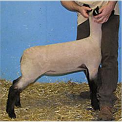  Massive x 7076 (Johnny x Spiderman)