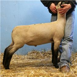  Massive x 7076 (Johnny x Spiderman)