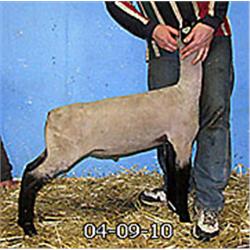  Masquerade x 7044 (Mr. T x Wt. 5142)