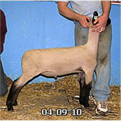  Master Card x Wt. 5072 (Ultra)