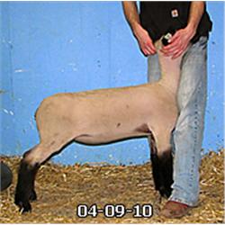  Master Card x Wt. 5072 (Ultra)