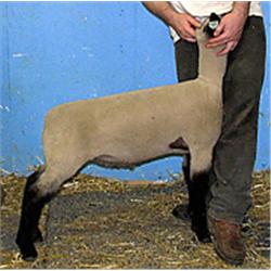 Masquerade x 7073 (Johnny x T-45)