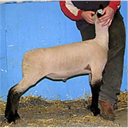 Massive x 7066 (Johnny x RC 240)