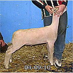 Dexter x Rd. 325 (Martin)