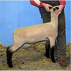  Masquerade x 6124 (Hulk x Hancock)