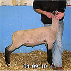  Masquerade x Wt. 5069 (Ultra)