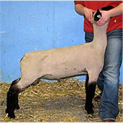 Masquerade x Wt. 5069 (Ultra)