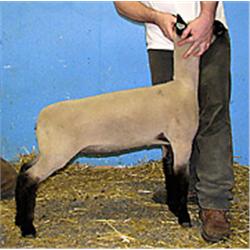  Master Card x 7028 (Mr. T x Pnk. 170)