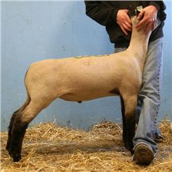  Massive x 7092 (Johnny x Big Fish)