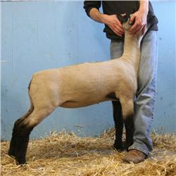  Master Card x Wt. 4154 (Hancock)