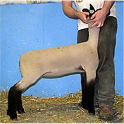  Master Card x (Johnny x Sponge Bob)