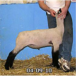  Masquerade x Tq. 189