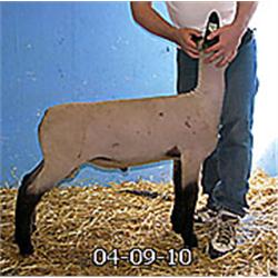  Masquerade x Wt. 3044