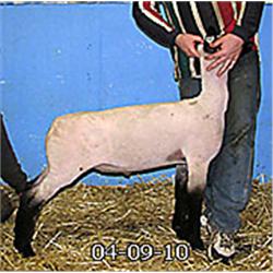  Masquerade x 6152 (Johnny x Wt. 511-Nemo)