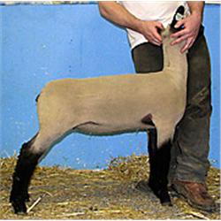  Master Card x St. 469