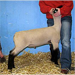  Masquerade x 7093 (Triplet x St. 467)