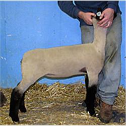  Masquerade x 7093 (Triplet x St. 467)